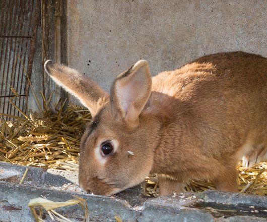 Gros plan de lapin