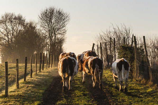 troupeau de vaches de dos marchant